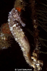 Seahorse holding onto a rope
Canon 60D by Iyad Suleyman 